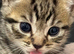 X2 Gorgeous Tabby Male Kittens