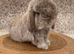 Chocolate chinchilla doe