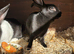 Beautiful Baby Rex Bunnies Purebred 12 Weeks