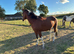 HARRY &mdash; EXCITING 4YO PROSPECT
