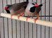 Pair of Hex finches