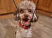 Chocolate Merle Poodle Available For Stud