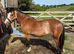 Beros Lotus Blossom - Welsh A Mare