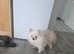 Small pomeranian girl Bonie