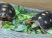 Red Foot tortoises at Birmingham Reptiles