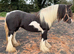 Beautiful Show Quality Piebald Mare