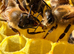 6 Frame Overwintered National Nucleus of Bees 2027 Early Spring