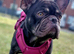 Female frenchie 3 years old