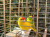 Young Pair of Kakarikis