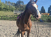 Stunning 16.3hh mare looking for a new home