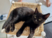 British shorthair kittens black