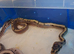 5x royal python hatchlings