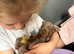 Beautiful Miniature Dachshund Puppies