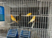 Mixd canaries
