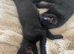2 fluffy black kitten from russian blue mum
