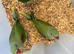 Selling baby handreared alexandrine