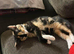 Two adorable sister 9 month old kittens for sale