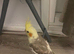 Baby cockatiel birds