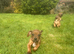 Ridgeback cross spaniel (cocker ridge)