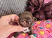 Gorgeous quality chocolate chihuahua longcoats