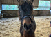 Courtenay Miss Matilda Dartmoor Hill Pony