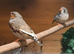 Zebra Finches