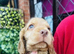 lyncham cocker spaniels