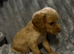 Last golden colour cockapoo boy, ready next week