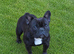 Micro French Bulldog