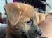 Meet Our Gorgeous Gaelic Bear Princess!