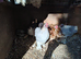 Pekin bantam cockrells