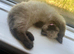 Chocolate minx ragdoll