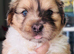 Beautiful sheltie cross Shih Tzu