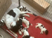 English Springer Spaniel Puppies