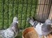 Turkish pigeons