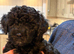 Adorable female puppy looking for her forever home