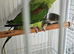 Split blue mutation alexandrine will have blue chicks