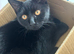 Beautiful Black Cat — Needs Loving Forever Home — 8 Months Old