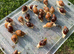 Albino Giant African Snails for sale!