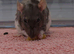 5 female rats