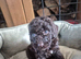 Beautiful f2b cockapoo's