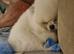 Beautiful white toy pomeranian