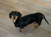 Miniature dachshund