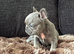 French bulldog puppies available
