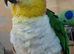 Gorgeous tame BH Caique