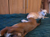 Basset Hound cross
