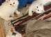 Turkish Angora x Persian