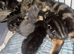 Beautiful male black kitten &pound;70