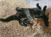 Bilbo - Friendly, Vocal, loves cuddles, neutered and chipped, 3 yrs old