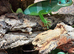 Fiji banded iguanas adult pair